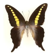 GRAPHIUM CODRUS